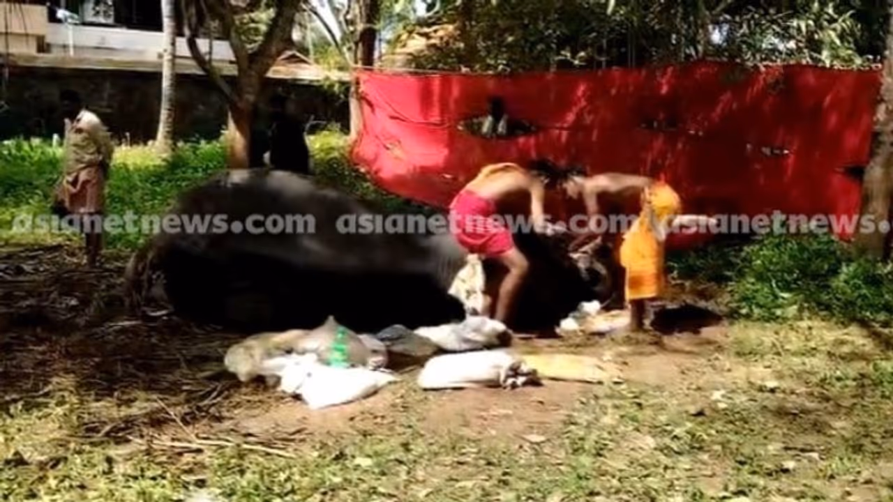 ചെങ്ങന്നൂരിൽ ഉത്സവത്തിന് എത്തിച്ച തിരുവിതാംകൂർ ദേവസ്വം ബോർഡിന്റെ ആന അവശ നിലയിൽ ചെങ്ങന്നൂരിൽ ഉത്സവത്തിന് എത്തിച്ച തിരുവിതാംകൂർ ദേവസ്വം ബോർഡിന്റെ ആന അവശ നിലയിൽ