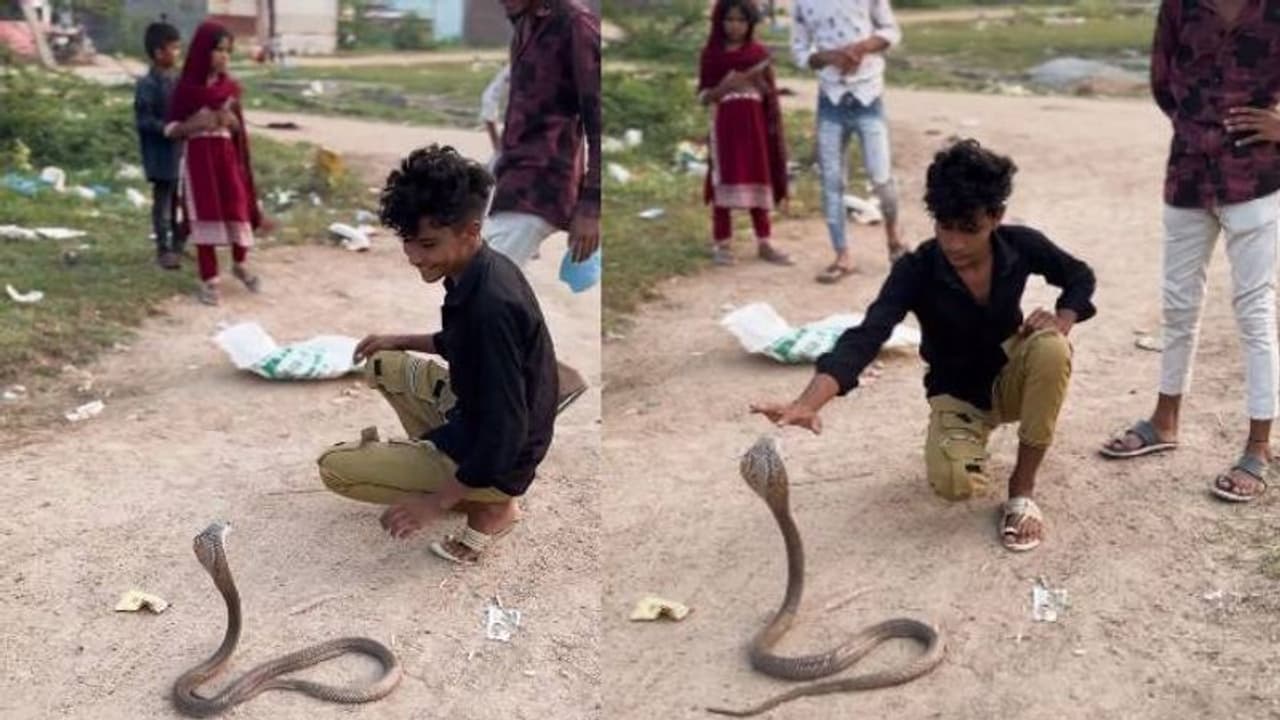 എടാ മോനേ ഞാനൊരു മൂർഖനാടാ അതിന്റെ റെസ്പെക്ട് താടാ; പത്തിവിടർത്തിയ മൂർഖന് മുന്നിൽ യുവാവ് എടാ മോനേ ഞാനൊരു മൂർഖനാടാ അതിന്റെ റെസ്പെക്ട് താടാ; പത്തിവിടർത്തിയ മൂർഖന് മുന്നിൽ യുവാവ്