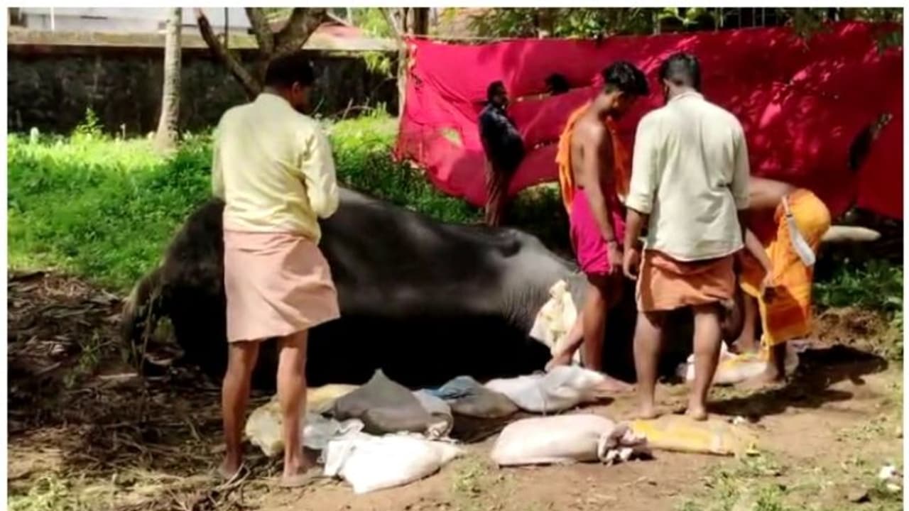 'വെട്ടിക്കാട് ചന്ദ്രശേഖരൻ' ഇനിയില്ല; ഇന്നലെ മുതൽ അവശനിലയിൽ; തിരുവിതാംകൂർ ദേവസ്വം ബോർഡിന്റെ ആന ചെരിഞ്ഞു