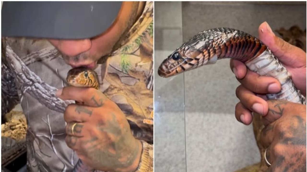 പാമ്പിനെ പടം പൊഴിക്കാൻ സഹായിക്കുകയും ഉമ്മ വയ്ക്കുകയും ചെയ്യുന്ന മനുഷ്യൻ; വീഡിയോ പാമ്പിനെ പടം പൊഴിക്കാൻ സഹായിക്കുകയും ഉമ്മ വയ്ക്കുകയും ചെയ്യുന്ന മനുഷ്യൻ; വീഡിയോ