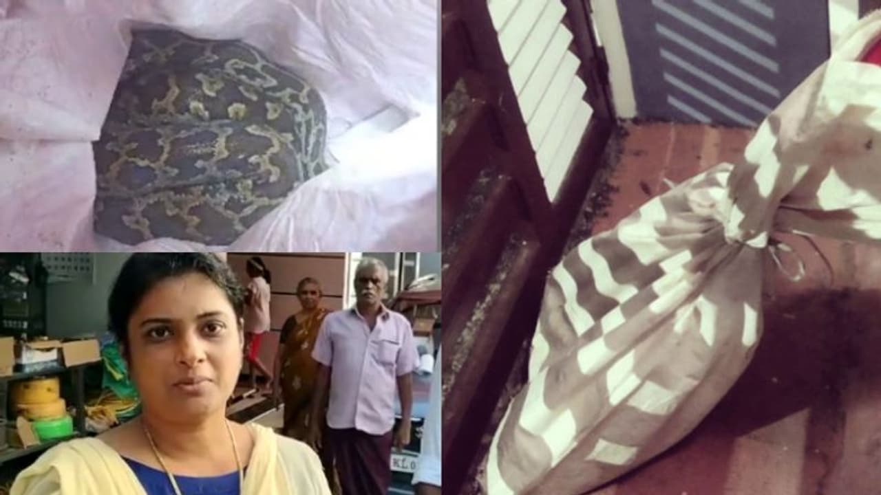 പാമ്പേറ്! വനിതാ മെമ്പറുടെ വീട്ടിലേക്ക് പെരുമ്പാമ്പിനെ ചാക്കില്‍കെട്ടി എറിഞ്ഞ് പ്രതികാരം, പൊലീസ് അന്വേഷണം