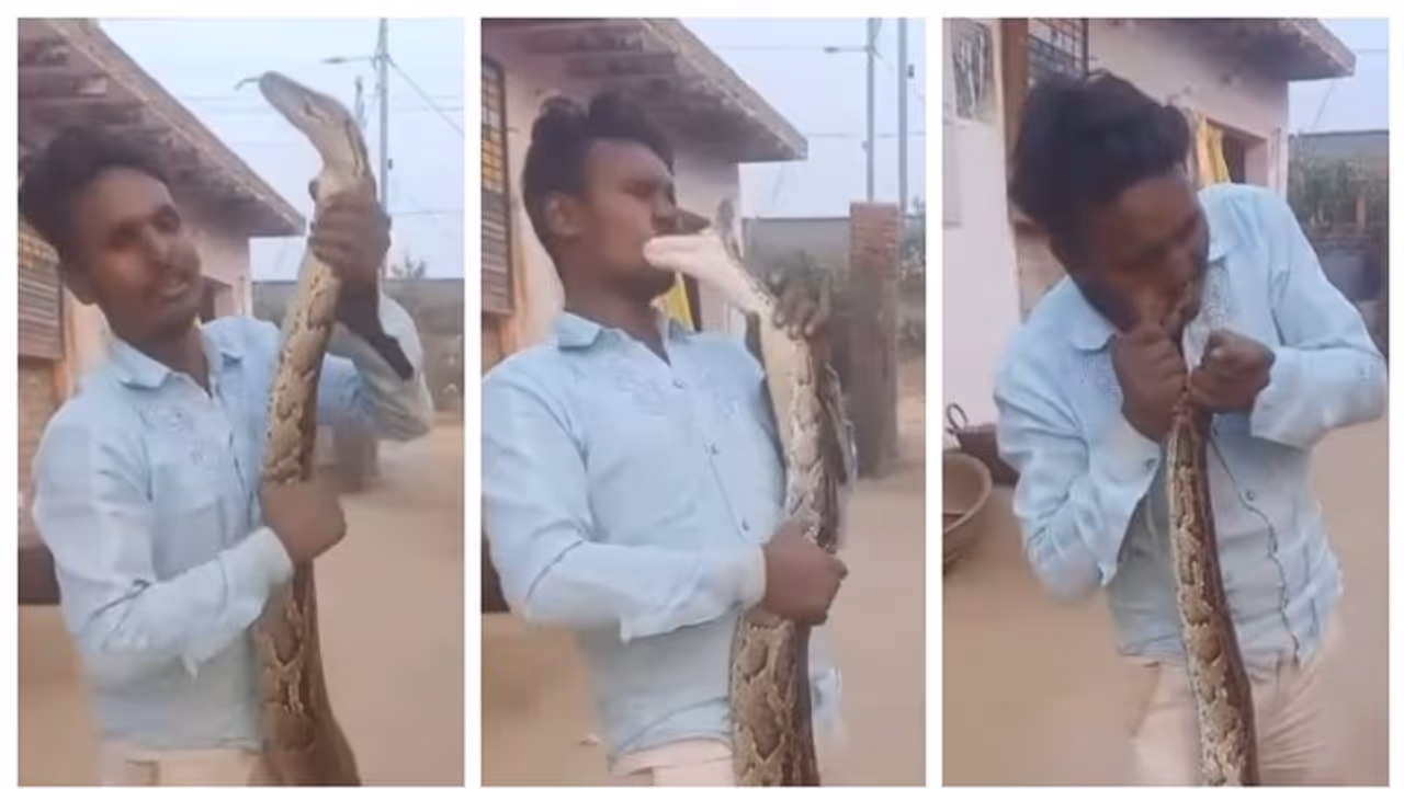 'ഹേ പ്രഭു ക്യാ ഹുവാ?; പ്രദര്ശിപ്പിക്കുന്നതിനിടെ യുവാവിന് 'ഫ്രഞ്ച് കിസ്' കൊടുത്ത പാമ്പിന്റെ വീഡിയോ വൈറല് ! 'ഹേ പ്രഭു ക്യാ ഹുവാ?; പ്രദര്ശിപ്പിക്കുന്നതിനിടെ യുവാവിന് 'ഫ്രഞ്ച് കിസ്' കൊടുത്ത പാമ്പിന്റെ വീഡിയോ വൈറല് !