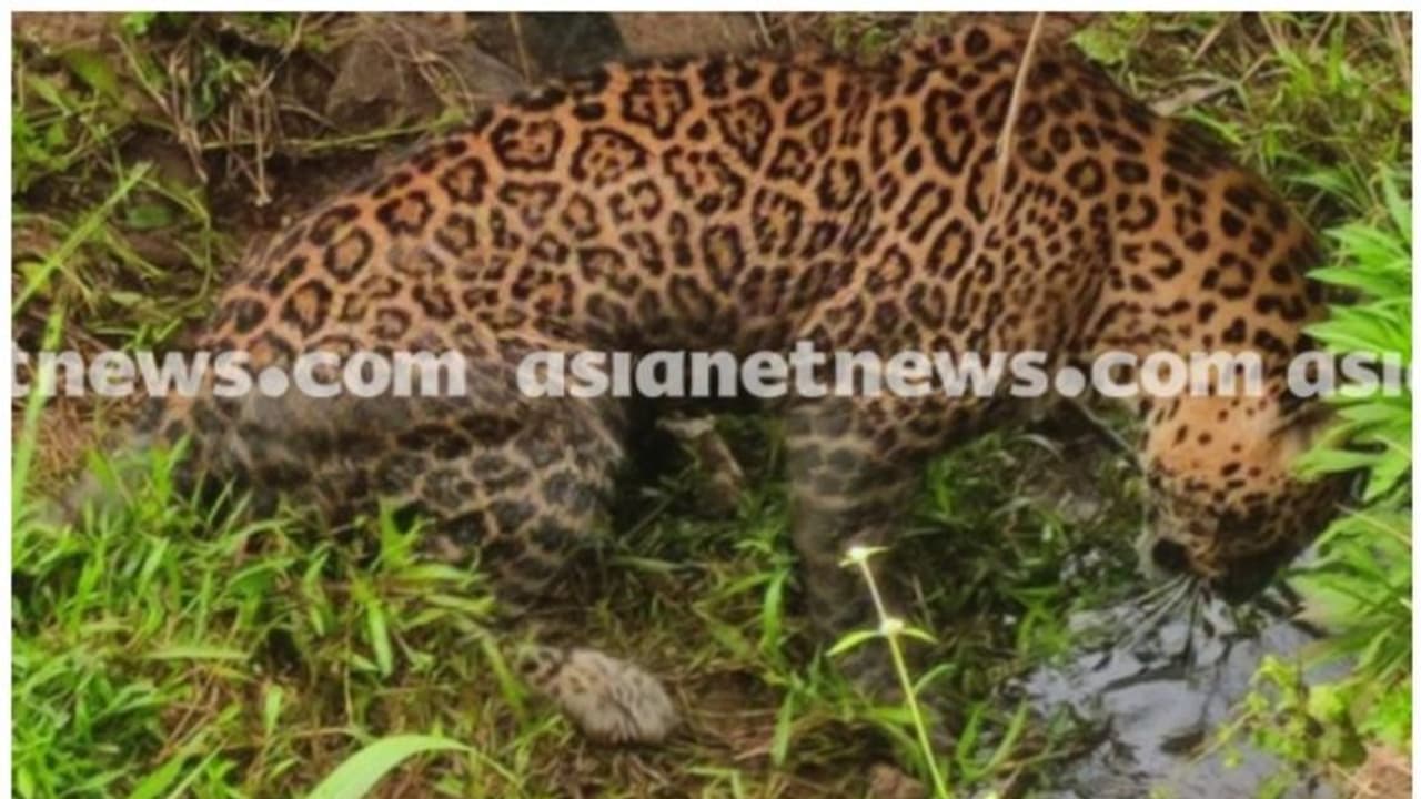 വയനാട് നടവയലിൽ പുലിയെ അവശനിലയിൽ കണ്ടെത്തി; അസുഖം ബാധിച്ചതെന്ന് സംശയം, വലയിട്ട് പിടികൂടി