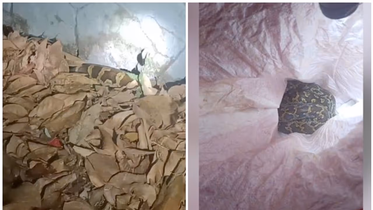 മെമ്പറുടെ വീട്ടിൽ രാത്രി പെരുമ്പാമ്പിനെ ചാക്കിൽ കെട്ടി തള്ളി; കാരണം ഇതോ?