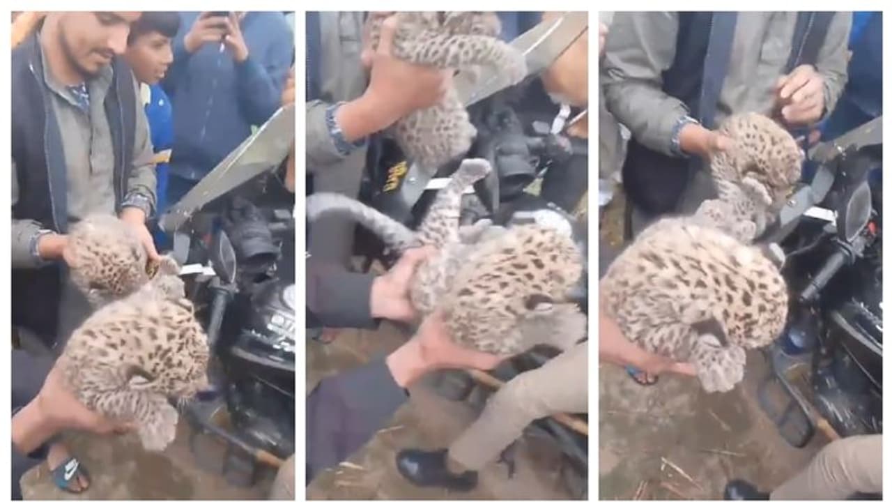 നാട്ടുകാരുടെ കൈകളില് പുലിക്കുട്ടികള്, 'ഒയ്യോ.... അവയ്ക്കെന്ത് ഭംഗി'യെന്ന് സോഷ്യല് മീഡിയ ! നാട്ടുകാരുടെ കൈകളില് പുലിക്കുട്ടികള്, 'ഒയ്യോ.... അവയ്ക്കെന്ത് ഭംഗി'യെന്ന് സോഷ്യല് മീഡിയ !