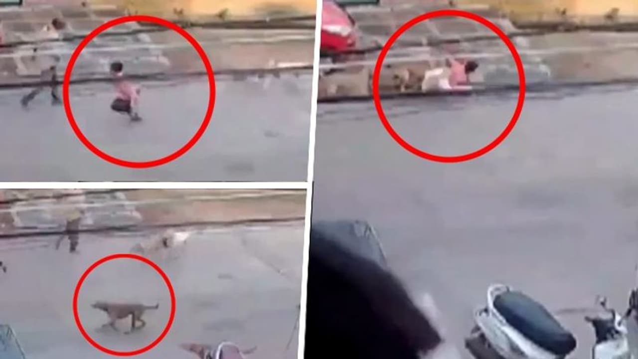 Andhra Pradesh: 6 year old boy attacked by stray dogs in Guntur, video viral (WATCH) Andhra Pradesh: 6 year old boy attacked by stray dogs in Guntur, video viral (WATCH)