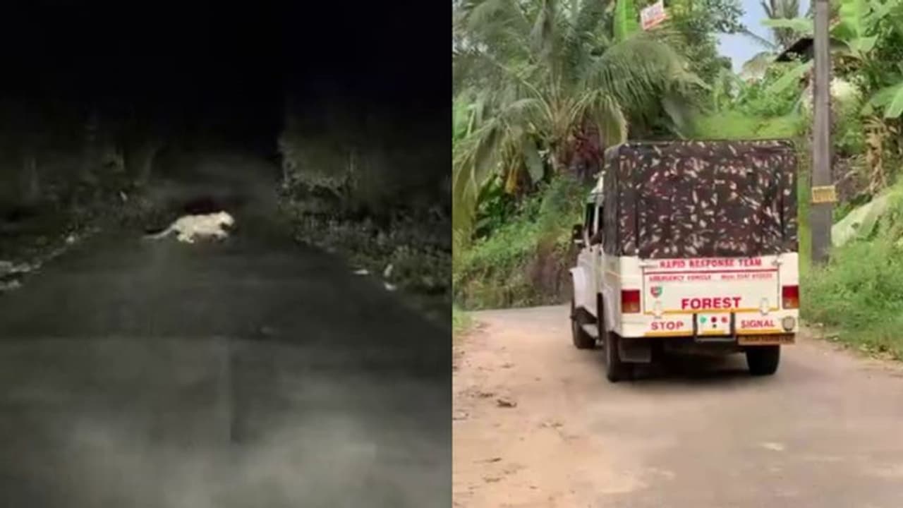 കോഴിക്കോട് പുലിയിറങ്ങിയെന്ന് നാട്ടുകാര്, ആര്ആര്ടി സംഘം സ്ഥലത്ത് ക്യാമ്പ് ചെയ്യും, പിടികൂടണമെന്ന് ആവശ്യം കോഴിക്കോട് പുലിയിറങ്ങിയെന്ന് നാട്ടുകാര്, ആര്ആര്ടി സംഘം സ്ഥലത്ത് ക്യാമ്പ് ചെയ്യും, പിടികൂടണമെന്ന് ആവശ്യം