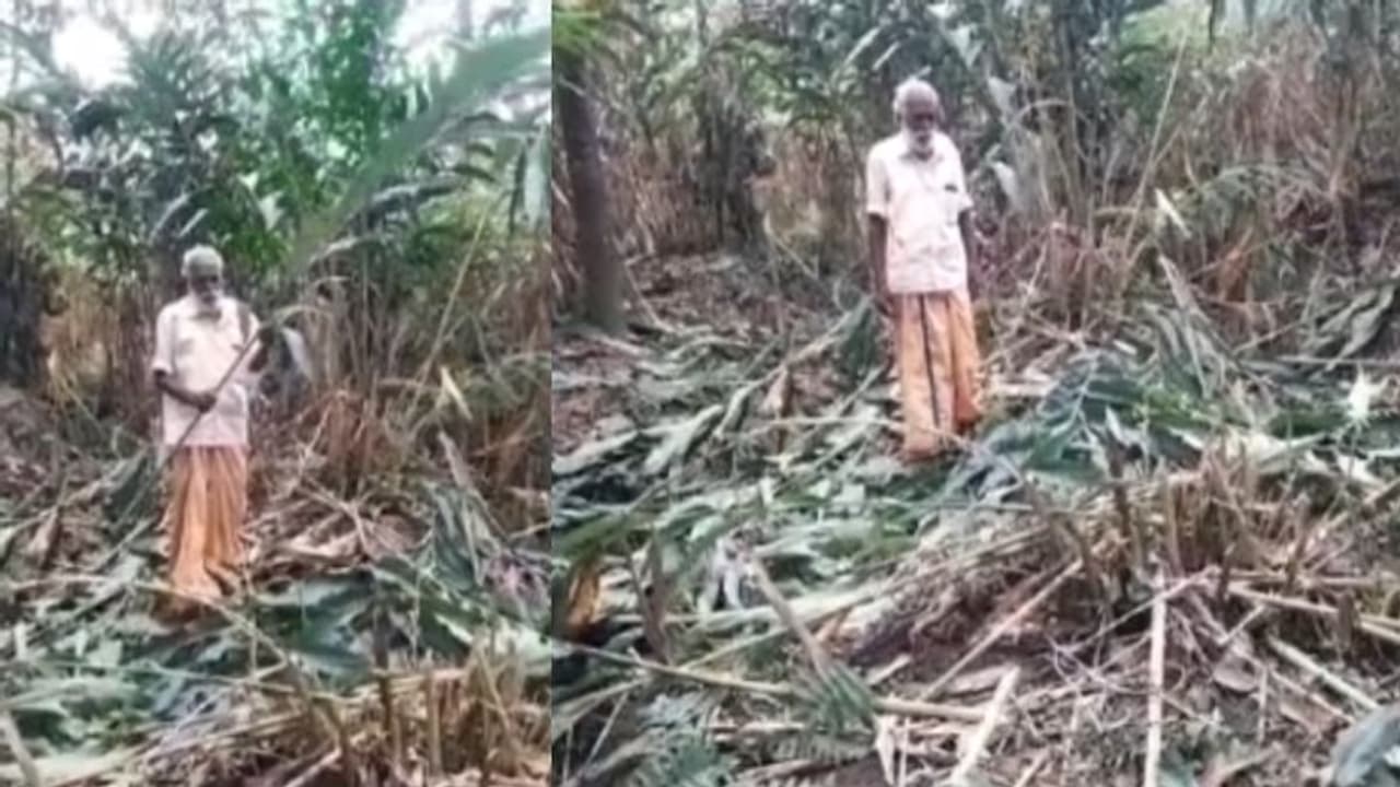 ഒന്നരയേക്കർ കൃഷി, ഇരുട്ടി വെളുത്തപ്പോൾ വെട്ടി നശിപ്പിച്ചു, കീടനാശിനിയും തളിച്ചു; ആദിവാസിയോട് കൊടും ക്രൂരത ഒന്നരയേക്കർ കൃഷി, ഇരുട്ടി വെളുത്തപ്പോൾ വെട്ടി നശിപ്പിച്ചു, കീടനാശിനിയും തളിച്ചു; ആദിവാസിയോട് കൊടും ക്രൂരത