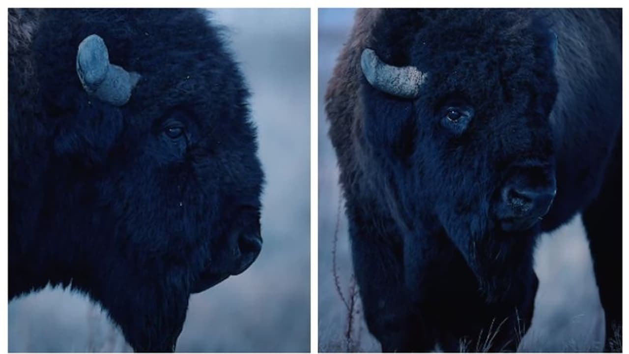 കരുത്തന് പക്ഷേ, ഏറ്റവും ദുര്ബലമായ നിമിഷം!; കണ്ണീരൊഴുക്കുന്ന കാട്ടുപോത്തിന്റെ വീഡിയോ വൈറല് ! കരുത്തന് പക്ഷേ, ഏറ്റവും ദുര്ബലമായ നിമിഷം!; കണ്ണീരൊഴുക്കുന്ന കാട്ടുപോത്തിന്റെ വീഡിയോ വൈറല് !