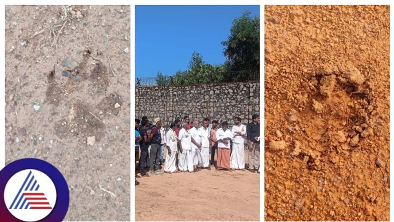 ತುಳುನಾಡಿನ ರೋಚಕ: ಮುಸ್ಲಿಂ ಯುವಕನ ಮೇಲೆ ದೈವ ಆವಾಹನೆ, ದೈವಸ್ಥಾನ ಕಾಮಗಾರಿ ಹೊತ್ತಲ್ಲಿ ಹುಲಿ ಹೆಜ್ಜೆ ಪವಾಡ! ತುಳುನಾಡಿನ ರೋಚಕ: ಮುಸ್ಲಿಂ ಯುವಕನ ಮೇಲೆ ದೈವ ಆವಾಹನೆ, ದೈವಸ್ಥಾನ ಕಾಮಗಾರಿ ಹೊತ್ತಲ್ಲಿ ಹುಲಿ ಹೆಜ್ಜೆ ಪವಾಡ!