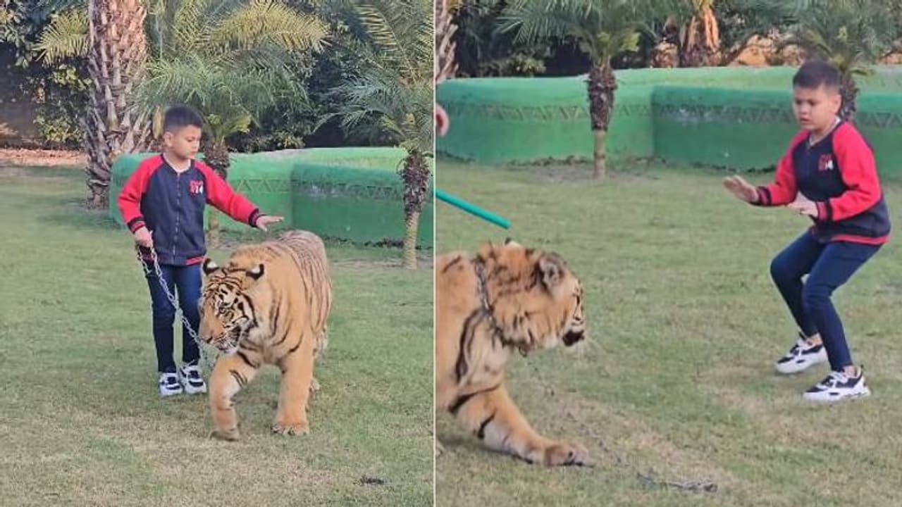 ഇതൊക്കെയെനിക്ക് പൂച്ചയെപ്പോലെ; കടുവയെ ചങ്ങലയിൽ നടത്തുന്ന കുട്ടി, പക്ഷേ അത് സംഭവിച്ചത് ഒറ്റസെക്കന്റിൽ..! ഇതൊക്കെയെനിക്ക് പൂച്ചയെപ്പോലെ; കടുവയെ ചങ്ങലയിൽ നടത്തുന്ന കുട്ടി, പക്ഷേ അത് സംഭവിച്ചത് ഒറ്റസെക്കന്റിൽ..!