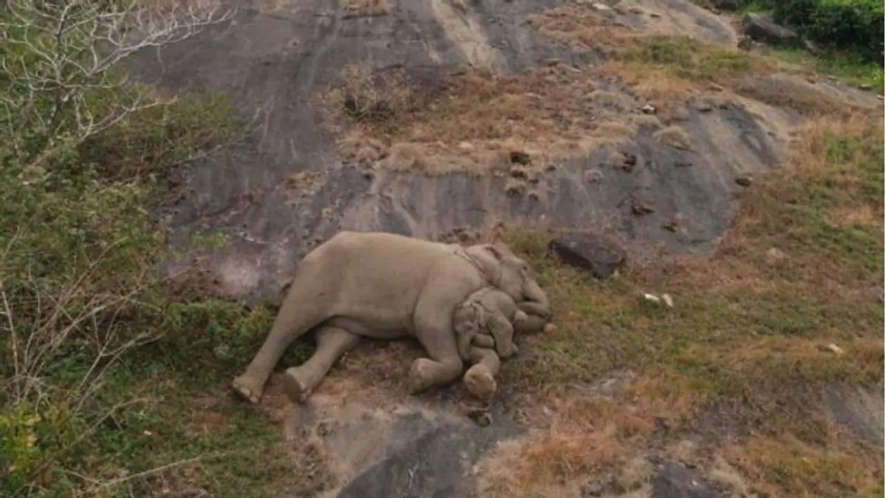 ಅಮ್ಮನ ಮಡಿಲು ಸ್ವರ್ಗಕ್ಕೂ ಮಿಗಿಲು: ತಪ್ಪಿಸಿಕೊಂಡ ಬಳಿಕ ಮತ್ತೆ ತಾಯಿ ಮಡಿಲು ಸೇರಿ ಸುಖನಿದ್ದೆಗೆ ಜಾರಿದ ಮರಿಯಾನೆ