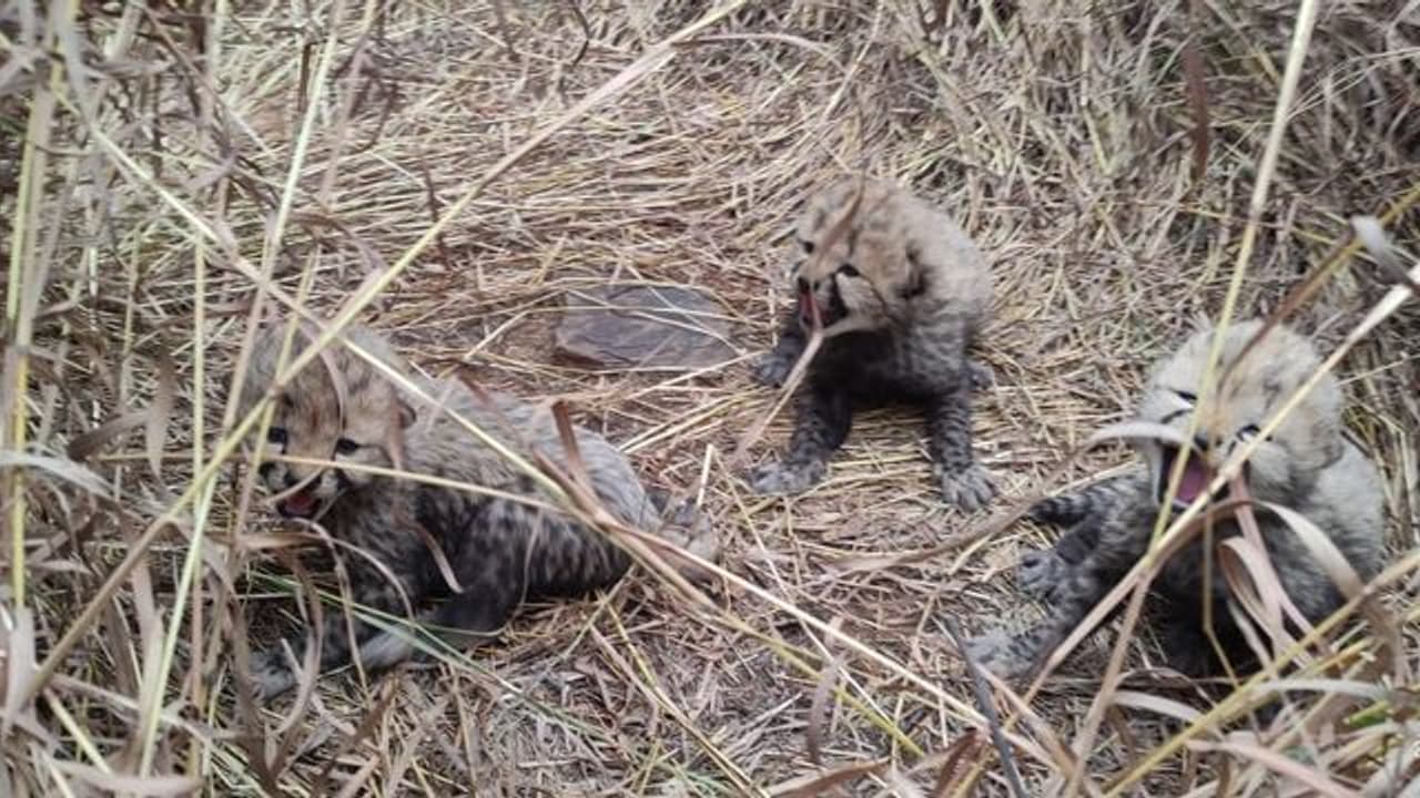 Three cubs born to Namibian cheetah 'Aasha' in MP's Kuno National Park; adorable video goes viral (WATCH) Three cubs born to Namibian cheetah 'Aasha' in MP's Kuno National Park; adorable video goes viral (WATCH)