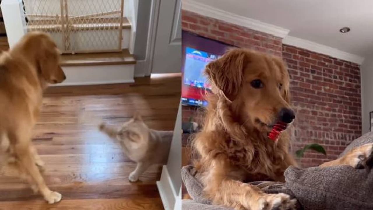 നായയെ പൂച്ച വളർത്തിയാൽ എന്ത് സംഭവിക്കും? വീഡിയോ കാണൂ