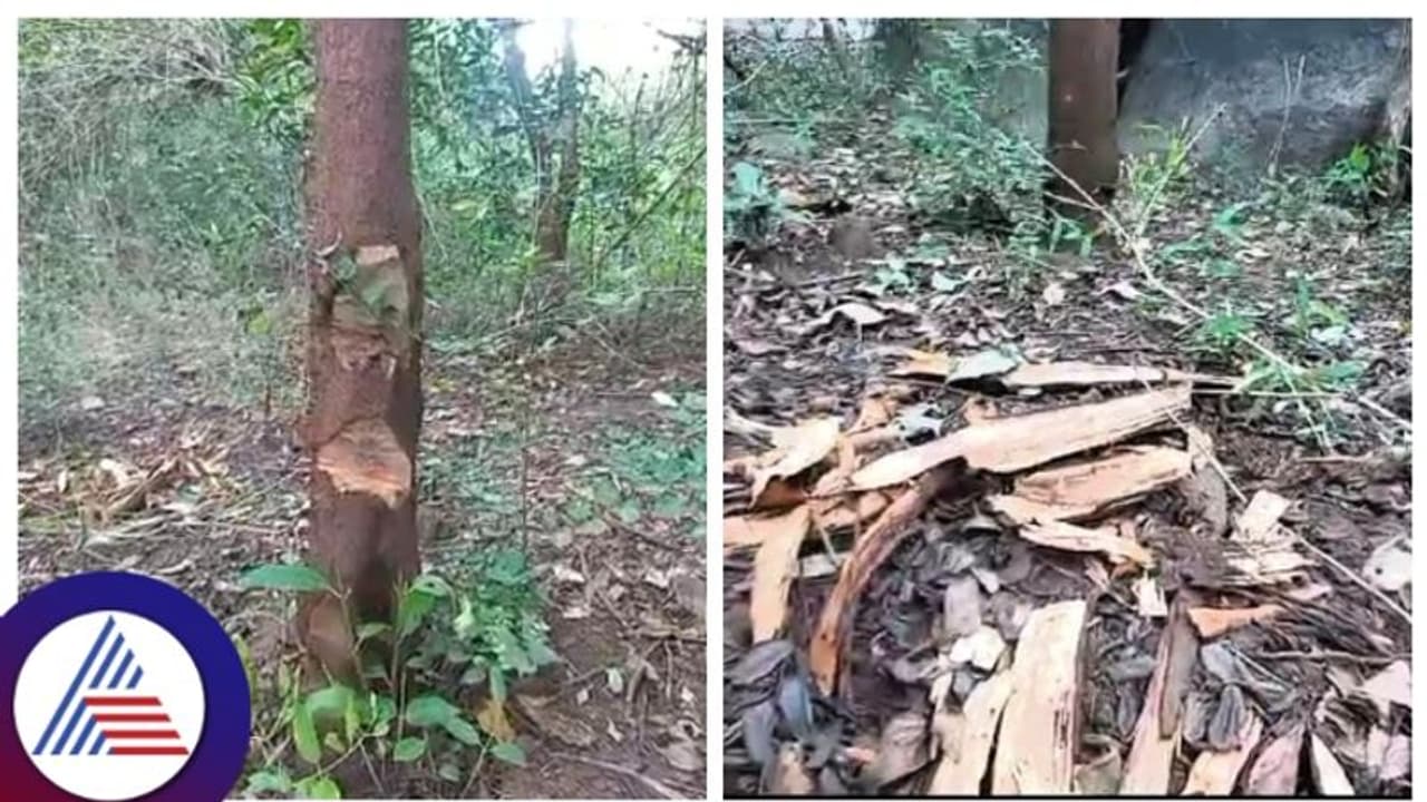 ಜೋಗಿಮಟ್ಟಿ ಅರಣ್ಯ ಪ್ರದೇಶದಲ್ಲಿ ಮರಗಳ ಮಾರಣ‌ ಹೋಮ, ಶ್ರೀಗಂಧ ಕಳ್ಳತನ