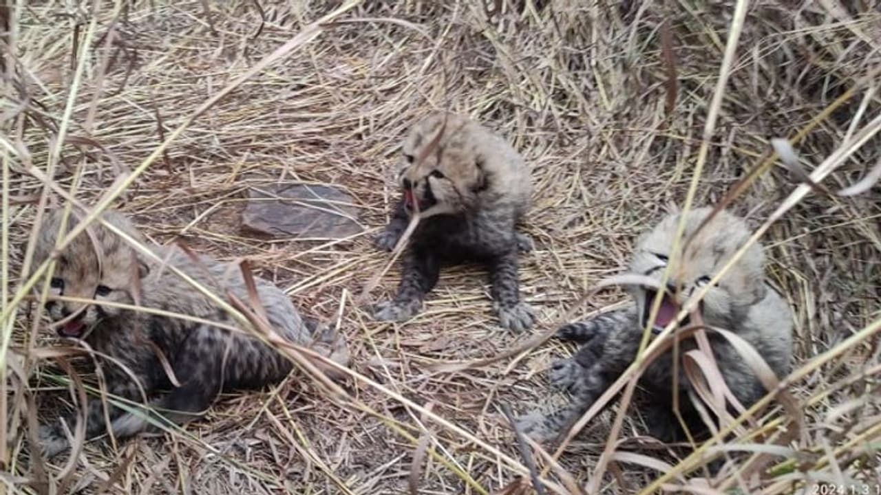 ಕುನೋ ರಾಷ್ಟ್ರೀಯ ಪಾರ್ಕ್ನಲ್ಲಿ ಮೂರು ಮರಿಗಳಿಗೆ ಜನ್ಮ ನೀಡಿದ ಆಶಾ ಚೀತಾ! ಕುನೋ ರಾಷ್ಟ್ರೀಯ ಪಾರ್ಕ್ನಲ್ಲಿ ಮೂರು ಮರಿಗಳಿಗೆ ಜನ್ಮ ನೀಡಿದ ಆಶಾ ಚೀತಾ!