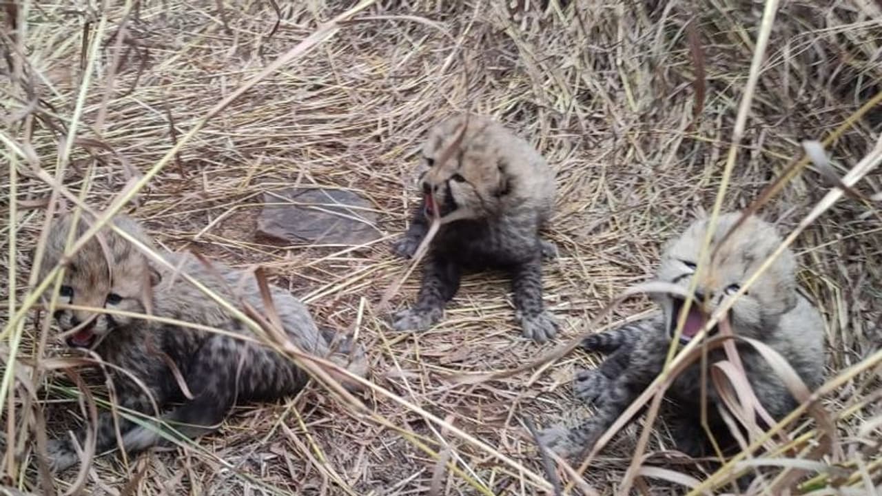 మూడు పిల్లలకు జన్మనిచ్చిన నమీబియా చిరుత ఆశా.. ఎంత క్యూట్ గా ఉన్నాయో.. (వీడియో)