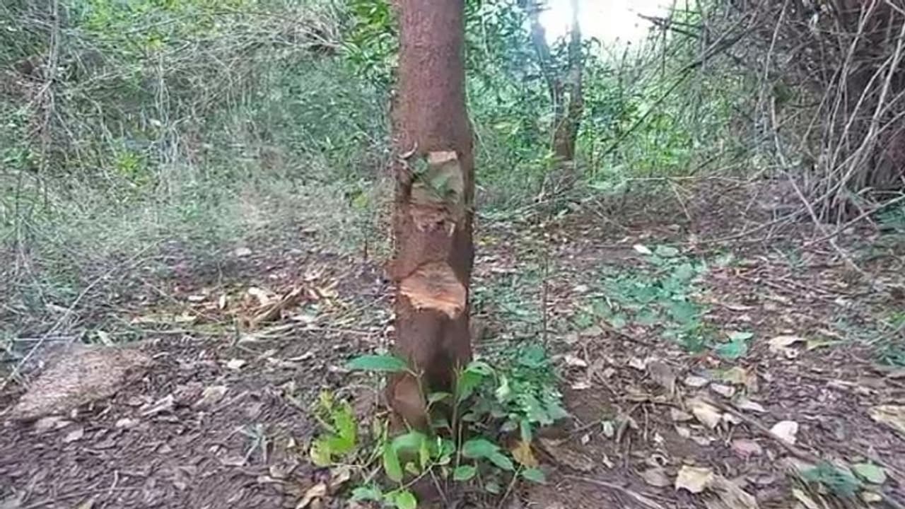 ಚಿತ್ರದುರ್ಗ: ಜೋಗಿಮಟ್ಟಿ ಅರಣ್ಯ ಪ್ರದೇಶದಲ್ಲಿ ಗಂಧದ ಮರ ಕಳ್ಳರ ಹಾವಳಿ ಚಿತ್ರದುರ್ಗ: ಜೋಗಿಮಟ್ಟಿ ಅರಣ್ಯ ಪ್ರದೇಶದಲ್ಲಿ ಗಂಧದ ಮರ ಕಳ್ಳರ ಹಾವಳಿ