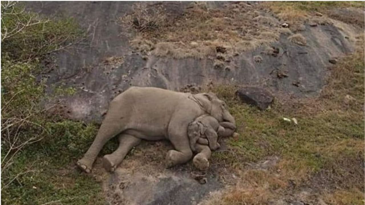 തിരികെ അമ്മച്ചൂടിലേക്ക്; കൂട്ടംതെറ്റിയ ആനക്കുട്ടി അമ്മയെ കണ്ടെത്തി, ഇരുവരും കെട്ടിപ്പിടിച്ചുറങ്ങി വീഡിയോ തിരികെ അമ്മച്ചൂടിലേക്ക്; കൂട്ടംതെറ്റിയ ആനക്കുട്ടി അമ്മയെ കണ്ടെത്തി, ഇരുവരും കെട്ടിപ്പിടിച്ചുറങ്ങി വീഡിയോ