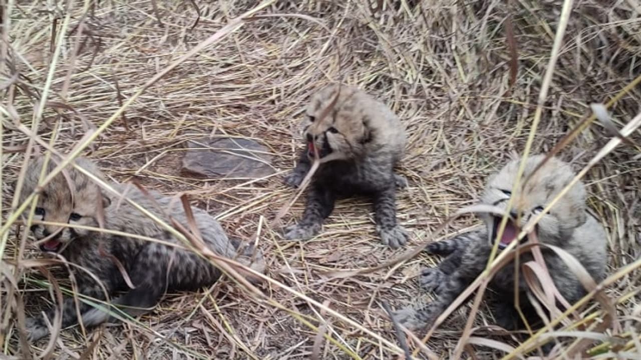 Namibian Cheetah Jwala gives birth to three cubs in Kuno National Park (WATCH)