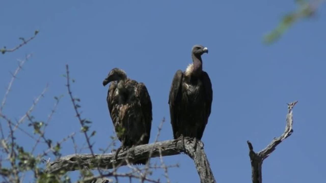 ചുട്ടി, കാതില, ഇന്ത്യന്.. കഴുകന്മാരുടെ എണ്ണം വര്ധിക്കുന്നു; ഏറ്റവും കൂടുതല് ദൊഡ്ഡക്കുളശിയില് ചുട്ടി, കാതില, ഇന്ത്യന്.. കഴുകന്മാരുടെ എണ്ണം വര്ധിക്കുന്നു; ഏറ്റവും കൂടുതല് ദൊഡ്ഡക്കുളശിയില്