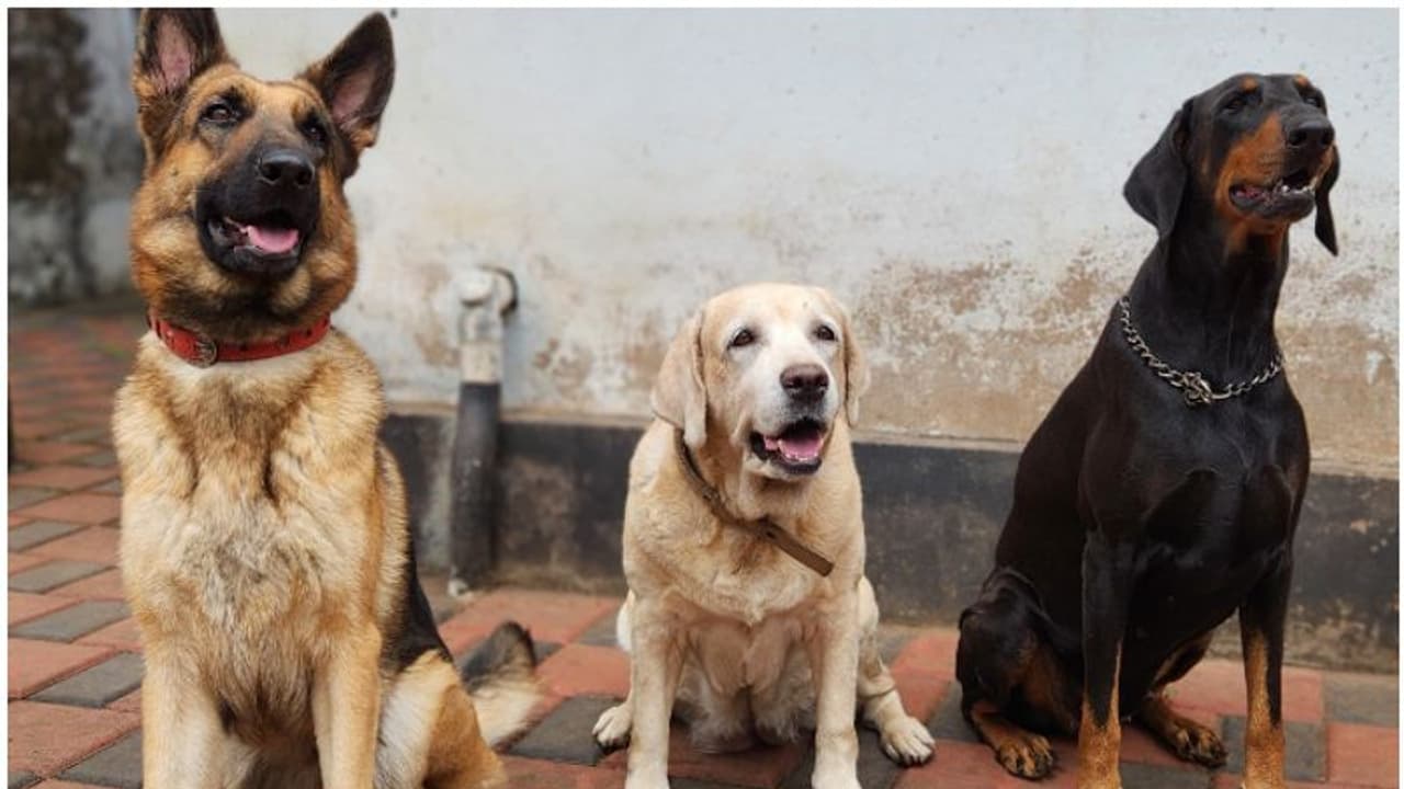 Kerala: Meet sniffer dogs Prince and Rakhi of Kozhikode who strike fear in narcotics dealers