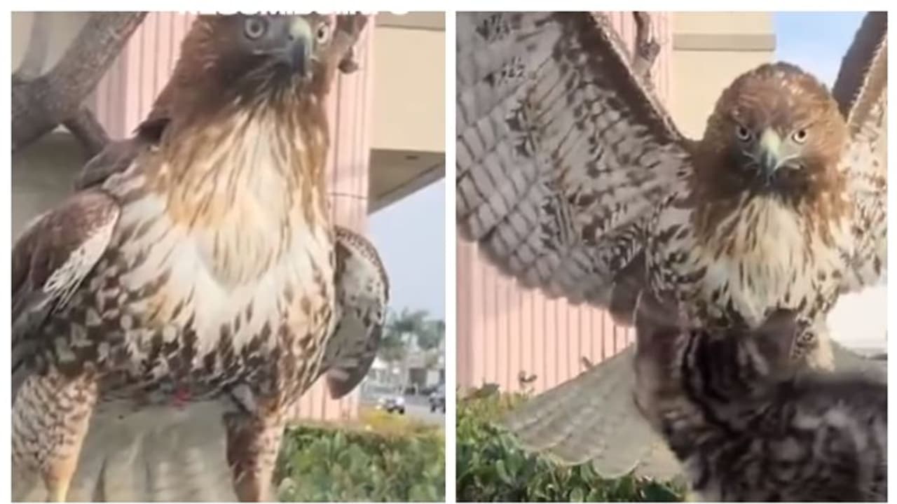 പൂച്ച കുഞ്ഞിനെ റാഞ്ചാനായി പറന്നിറങ്ങുന്ന പരുന്ത്... വീഡിയോ കണ്ടത് രണ്ട് കോടി പേര്‍ !