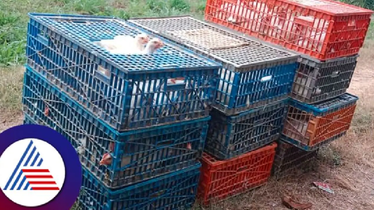 ಕೋಳಿ ತೂಕದಲ್ಲಿ ಮೋಸ; ಚಿಕನ್ ಕಂಪನಿ ಕೆಲಸಗಾರನ ಮರಕ್ಕೆ ಕಟ್ಟಿಹಾಕಿದ ಮಾಲೀಕ! ಕೋಳಿ ತೂಕದಲ್ಲಿ ಮೋಸ; ಚಿಕನ್ ಕಂಪನಿ ಕೆಲಸಗಾರನ ಮರಕ್ಕೆ ಕಟ್ಟಿಹಾಕಿದ ಮಾಲೀಕ!