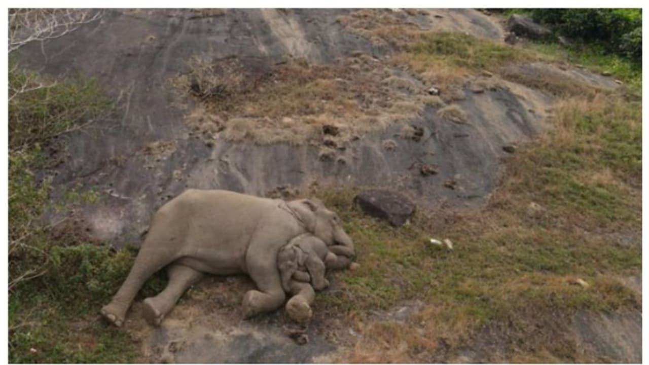 ആനമലയില്‍ നിന്നും 'ഹൃദയത്തോട് ചേര്‍ത്ത് വയ്ക്കാനൊരു ചിത്രം' പങ്കുവച്ച് ഐഎഎസ് ഉദ്യോഗസ്ഥ 