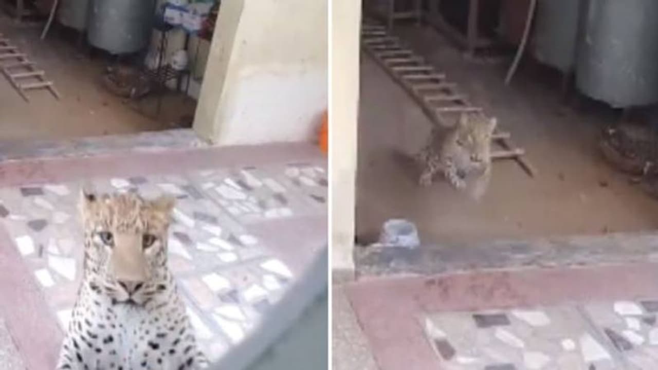 ആരും പേടിക്കണ്ട, എല്ലാരും ഓടിക്കോ; വീടിനകത്തേക്ക് കൂസലില്ലാതെ കയറിച്ചെന്ന് പുലി, വീഡ‍ിയോ 