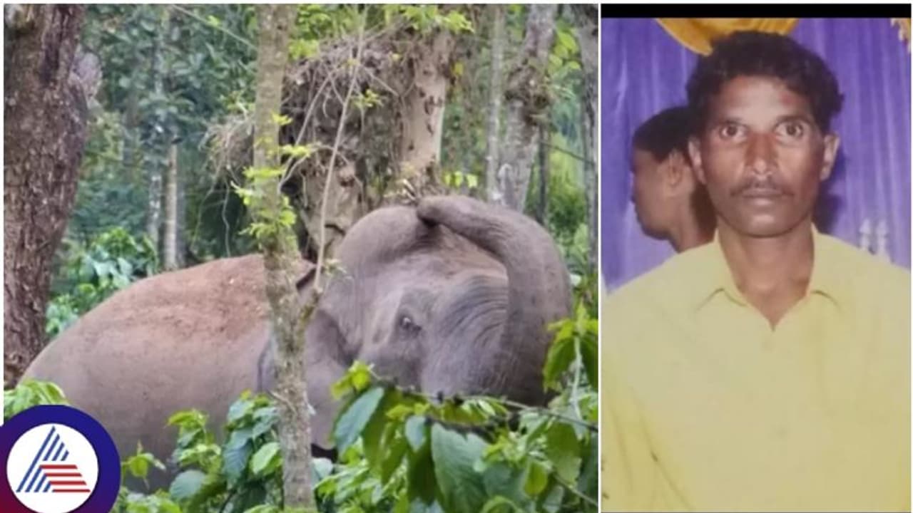 ಹಾಸನ ಆನೆ ದಾಳಿ: ಮರವೇರಿದರೂ ಬಿಡಲಿಲ್ಲ, ಮೇಲಿಂದ ಕೆಡವಿ ಹೊಟ್ಟೆ ಮೇಲೆ ಕಾಲಿಟ್ಟೇಬಿಡ್ತು ಕಾಡಾನೆ!