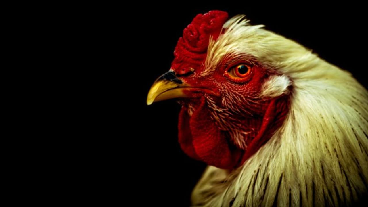 'മുറിച്ചിട്ടാലും മുറികൂടുന്നവര്‍';; മരണശേഷവും ശരീരം ചലിപ്പിക്കാൻ സാധിക്കുന്ന ജീവികളെ അറിയുമോ? 