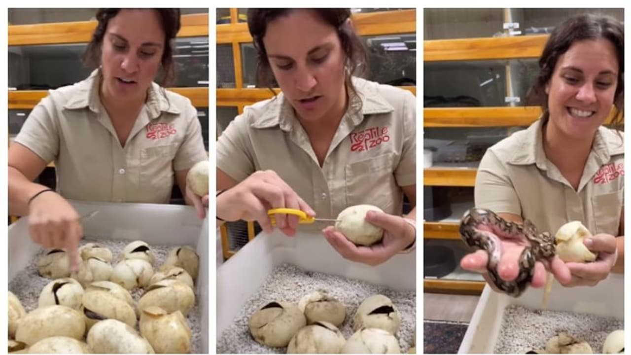 പെരുമ്പാമ്പിന്‍റെ മുട്ടകൾ കത്രിക കൊണ്ട് മുറിച്ച് കുഞ്ഞുങ്ങളെ പുറത്തെടുത്ത് യുവതി, വൈറലായി വീഡിയോ !