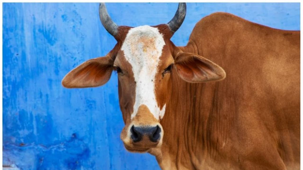 കോഴിക്കോട് സൂര്യാഘാതമേറ്റ് ഇതുവരെ ചത്തത് 26 പശുക്കളും 3 എരുമകളും, നഷ്ടപരിഹാരം ലഭിക്കാൻ ചെയ്യേണ്ടത് ഇങ്ങനെ കോഴിക്കോട് സൂര്യാഘാതമേറ്റ് ഇതുവരെ ചത്തത് 26 പശുക്കളും 3 എരുമകളും, നഷ്ടപരിഹാരം ലഭിക്കാൻ ചെയ്യേണ്ടത് ഇങ്ങനെ