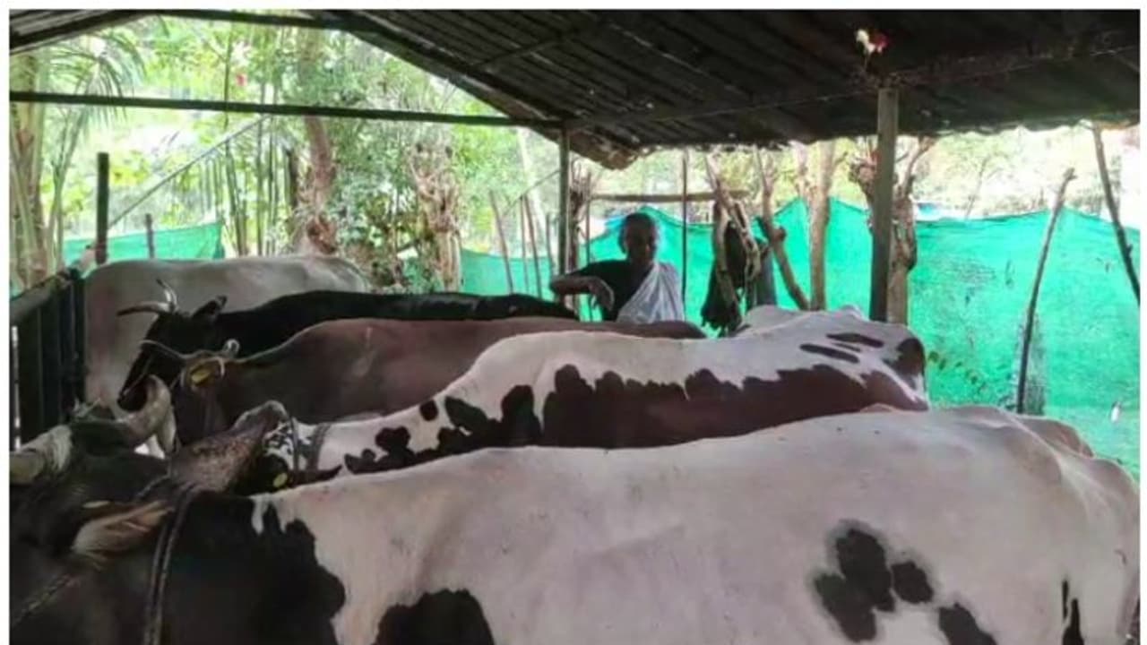 പശുക്കൾക്ക് അജ്ഞാത രോ​ഗം; ഒരാഴ്ചക്കിടെ വയർ വീർത്ത് ചത്തത് 3 പശുക്കൾ; സംഭവം ആലപ്പുഴ ജില്ലയിലെ ഹരിപ്പാട്