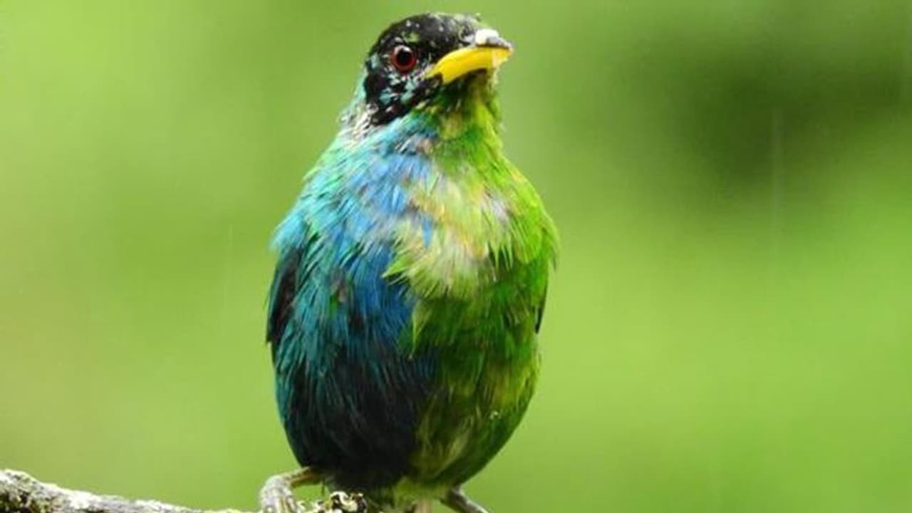 പ്രകൃതിയുടെ വികൃതി, പകുതി ആൺ, പകുതി പെൺ; അപൂർവയിനം പക്ഷിയെ കണ്ടെത്തി ശാസ്ത്രജ്ഞൻ പ്രകൃതിയുടെ വികൃതി, പകുതി ആൺ, പകുതി പെൺ; അപൂർവയിനം പക്ഷിയെ കണ്ടെത്തി ശാസ്ത്രജ്ഞൻ