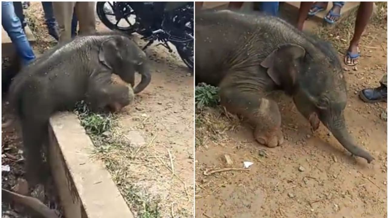 ഓടയിലൊരു കാട്ടാനക്കുട്ടി, കരകയറാൻ കഷ്ടപ്പാട്; നാട്ടുകാർ വട്ടംകൂടി, വനംവകുപ്പും എത്തി, ഒടുവിൽ രക്ഷ! ഓടയിലൊരു കാട്ടാനക്കുട്ടി, കരകയറാൻ കഷ്ടപ്പാട്; നാട്ടുകാർ വട്ടംകൂടി, വനംവകുപ്പും എത്തി, ഒടുവിൽ രക്ഷ!