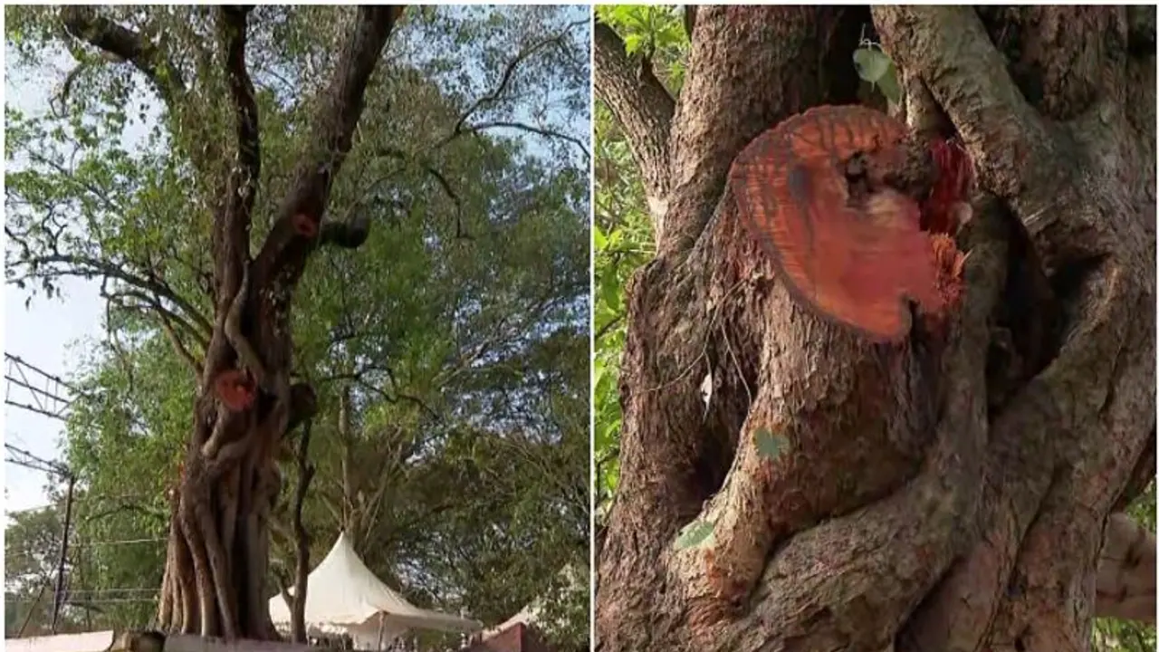 തേക്കിന്കാട് മൈതാനത്തെ 'ആൽമരച്ചില്ലയിൽ' രാഷ്ട്രീയപ്പോര്; ധൈര്യമുണ്ടെങ്കിൽ ചാണകവെള്ളം തളിക്കെന്ന് പ്രതാപൻ തേക്കിന്കാട് മൈതാനത്തെ 'ആൽമരച്ചില്ലയിൽ' രാഷ്ട്രീയപ്പോര്; ധൈര്യമുണ്ടെങ്കിൽ ചാണകവെള്ളം തളിക്കെന്ന് പ്രതാപൻ