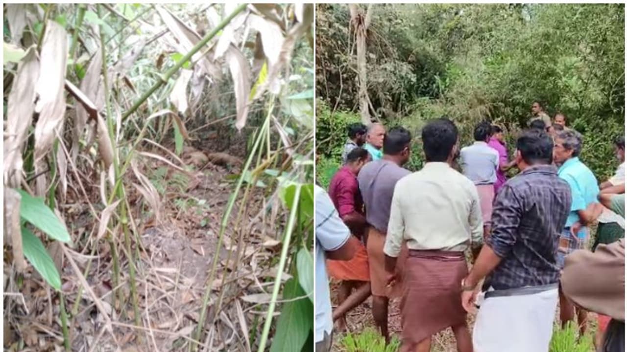 പന്നി ഫാമില് കടുവ, 20 പന്നികളെ കൊന്നു, പിടികൂടാൻ ഉറപ്പിച്ച് വനംവകുപ്പ് പന്നി ഫാമില് കടുവ, 20 പന്നികളെ കൊന്നു, പിടികൂടാൻ ഉറപ്പിച്ച് വനംവകുപ്പ്