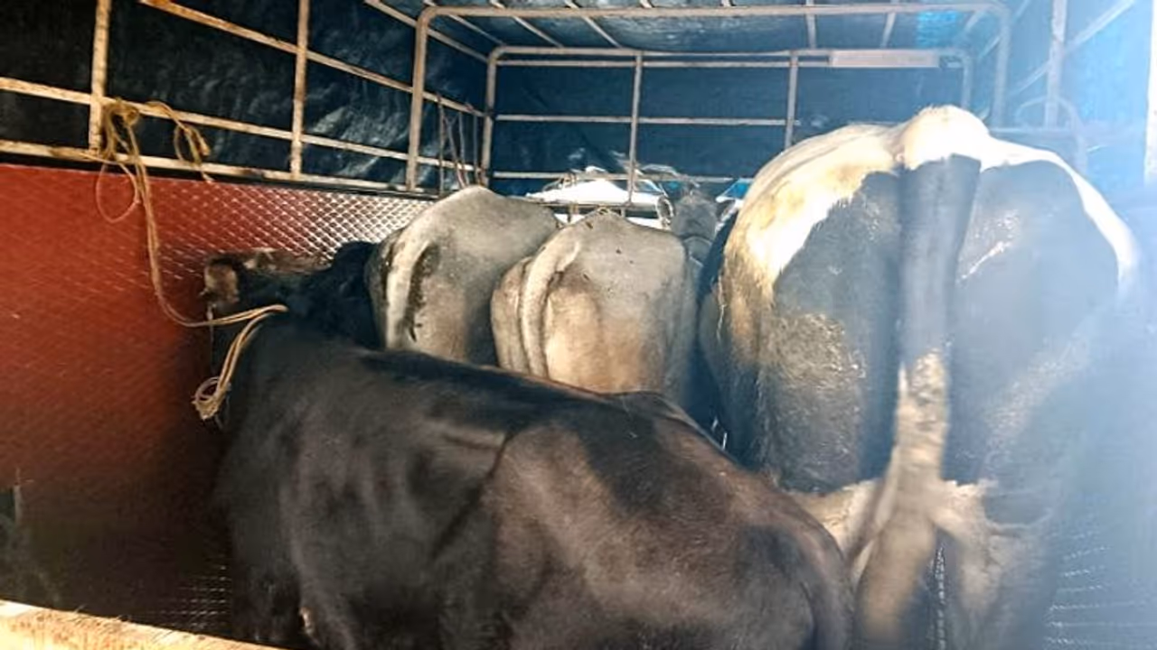 ಗುಂಡ್ಲುಪೇಟೆ: ಕಸಾಯಿಖಾನೆಗೆ ಅಕ್ರಮವಾಗಿ ಜಾನುವಾರು ಸಾಗಿಸುತ್ತಿದ್ದ ವಾಹನ ವಶ ಗುಂಡ್ಲುಪೇಟೆ: ಕಸಾಯಿಖಾನೆಗೆ ಅಕ್ರಮವಾಗಿ ಜಾನುವಾರು ಸಾಗಿಸುತ್ತಿದ್ದ ವಾಹನ ವಶ