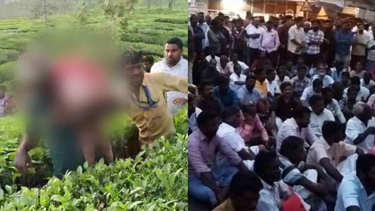 മൂന്നാഴ്ചയ്ക്കിടെ നഷ്ടമായത് 2 ജീവനുകള്‍; പുലിയെ പിടികൂടാത്തതില്‍ പ്രതിഷേധം ശക്തം; പന്തല്ലൂരില്‍ ഇന്ന് ഹർത്താൽ