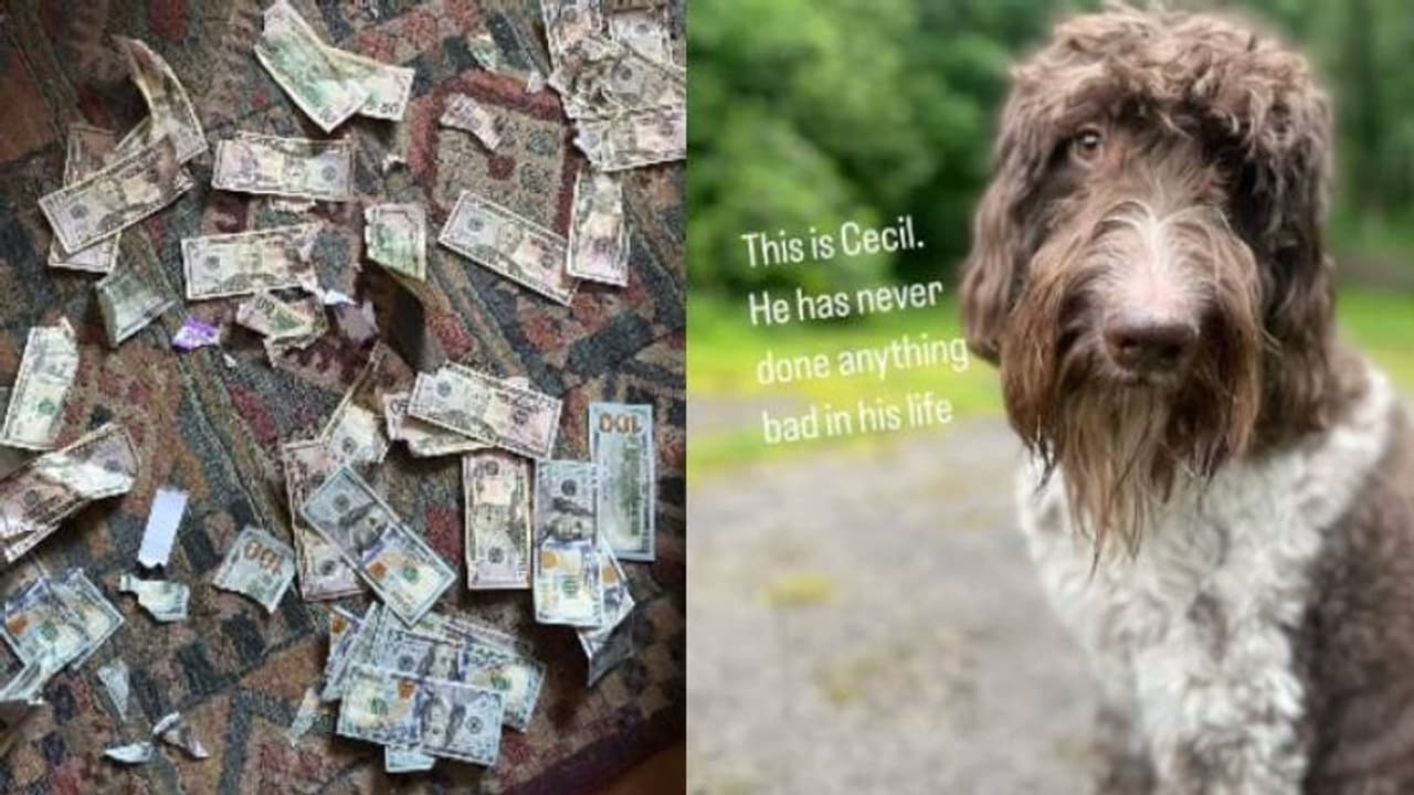 നായ ചവച്ചരച്ച് അകത്താക്കിയത് 3.32 ലക്ഷം രൂപ, ഇനിയും ഞെട്ടൽ മാറാതെ ദമ്പതികൾ