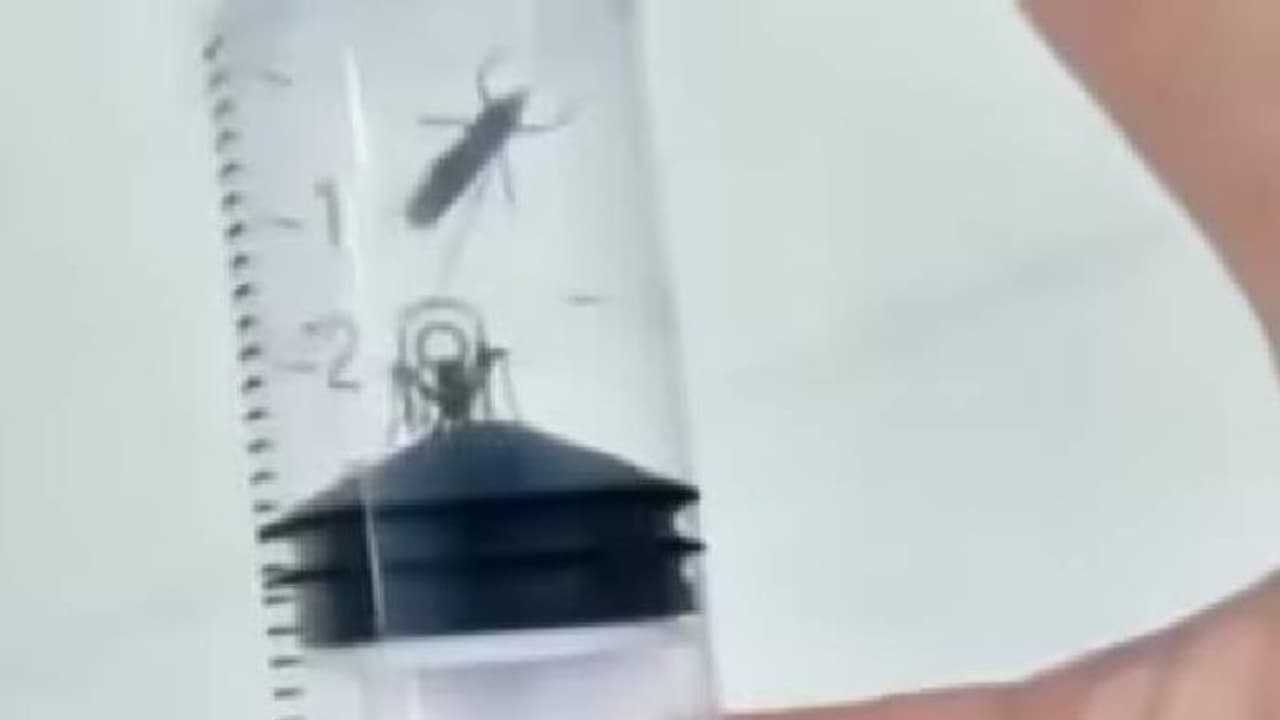 ഇത്ര ക്രൂരത വേണ്ടിയിരുന്നില്ല, കൊതുകിനെ കൊല്ലുന്ന 'ടോർച്ചർ ചേംബറി'നെതിരെ രൂക്ഷവിമർശനം