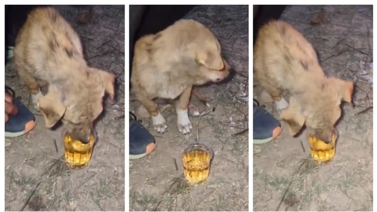 '...ന്നാലും ഇങ്ങനെ കുടിപ്പിക്കരുത്'; വിദേശമദ്യം കുടിക്കുന്ന പട്ടിക്കുട്ടിയുടെ വീഡിയോ വൈറല്‍, പിന്നാലെ നടപടി !