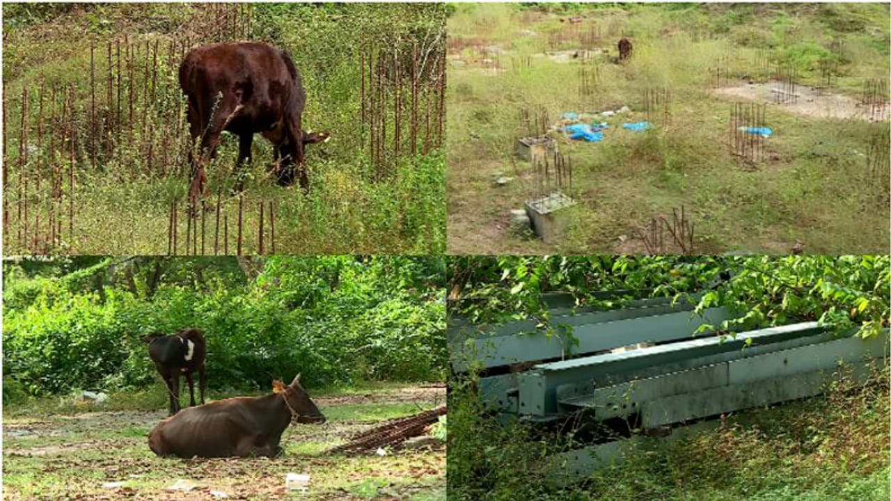 മുഖ്യമന്ത്രി തറക്കല്ലിട്ട് മടങ്ങിയിട്ട് 4 വർഷം; നിർമാണം നിലച്ചു, 'പശുത്തൊഴുത്തായി' മാറി ലൈഫ് മിഷന് പദ്ധതി മുഖ്യമന്ത്രി തറക്കല്ലിട്ട് മടങ്ങിയിട്ട് 4 വർഷം; നിർമാണം നിലച്ചു, 'പശുത്തൊഴുത്തായി' മാറി ലൈഫ് മിഷന് പദ്ധതി