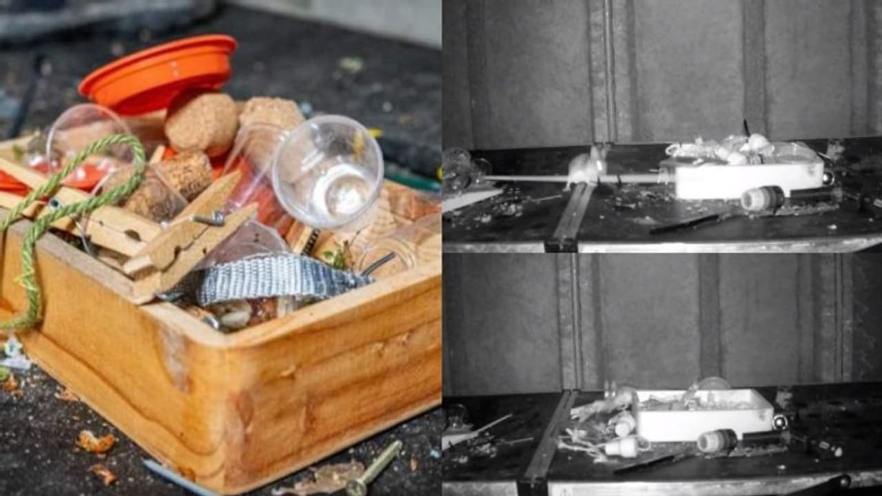 ഒന്നും അലക്ഷ്യമായി കിടക്കാൻ വിടില്ല, റൂം വൃത്തിയാക്കുന്ന ആളെ കണ്ടെത്താൻ ക്യാമറ വച്ചു, കുടുങ്ങിയത് 'സൈക്കോ എലി' ഒന്നും അലക്ഷ്യമായി കിടക്കാൻ വിടില്ല, റൂം വൃത്തിയാക്കുന്ന ആളെ കണ്ടെത്താൻ ക്യാമറ വച്ചു, കുടുങ്ങിയത് 'സൈക്കോ എലി'