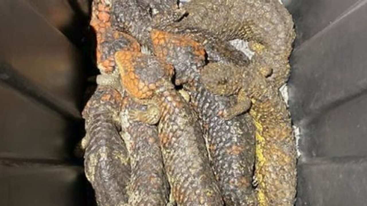 9 പാക്കറ്റുകൾ, 257 പല്ലികളും 3 പാമ്പുകളും, പൊലീസ് പൊളിച്ചത് 9 കോടിയുടെ 'കടത്ത്' 