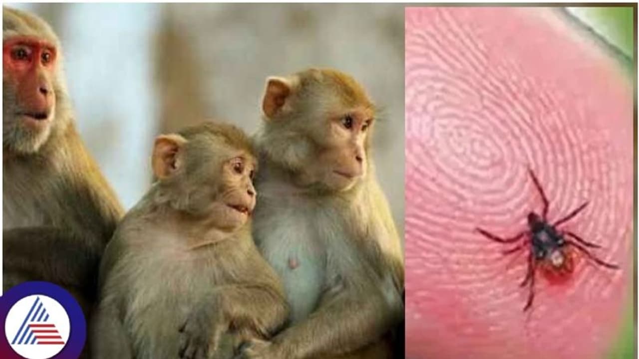 ಶುರುವಾಯ್ತು ಕೆಎಫ್ಡಿ ಅಬ್ಬರ, ಇರಲಿ ಎಚ್ಚರ..! ಶುರುವಾಯ್ತು ಕೆಎಫ್ಡಿ ಅಬ್ಬರ, ಇರಲಿ ಎಚ್ಚರ..!