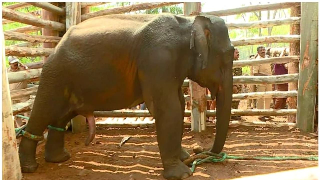 പിഎം 2 ആനയുടെ സ്വഭാവം പ്രധാനം; കാട്ടിൽ വിട്ടാൽ അതീജീവിക്കുക പ്രയാസം; വനം വകുപ്പ് നിലപാട് നിര്ണായകം പിഎം 2 ആനയുടെ സ്വഭാവം പ്രധാനം; കാട്ടിൽ വിട്ടാൽ അതീജീവിക്കുക പ്രയാസം; വനം വകുപ്പ് നിലപാട് നിര്ണായകം