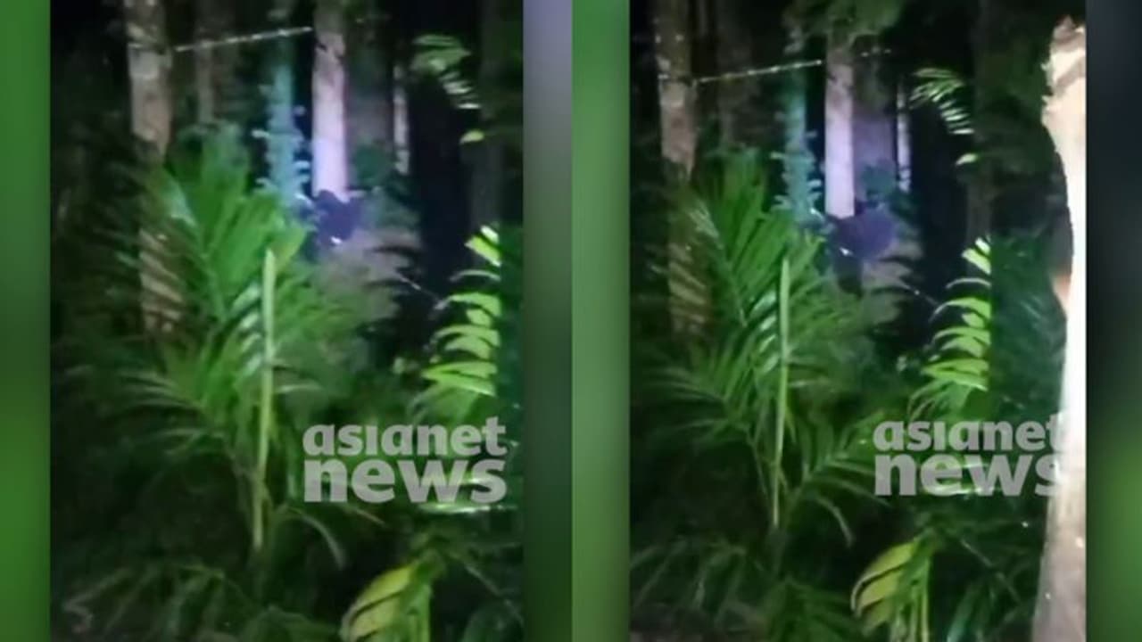 തേന്‍ പെട്ടികള്‍ തകര്‍ക്കും, പിന്നെ മധുരം നുകരും; നിലമ്പൂരിനെ ഭീതിയിലാഴ്ത്തി വീണ്ടും കരടിയിറങ്ങി: വീഡിയോ